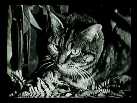 Кадр из фильма &laquo;Тень кота&raquo; (1961)