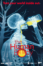 Человеческое тело