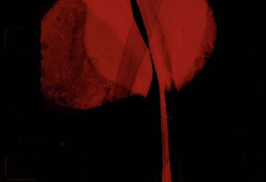 Апоптоз Апоптоз