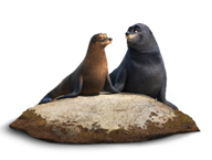 Хлюп и Ластер