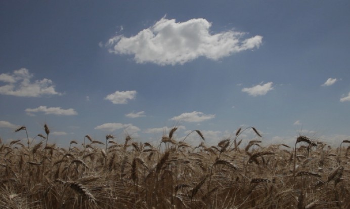 кадр из фильма DEAD DONKEYS FEAR NO HYENAS