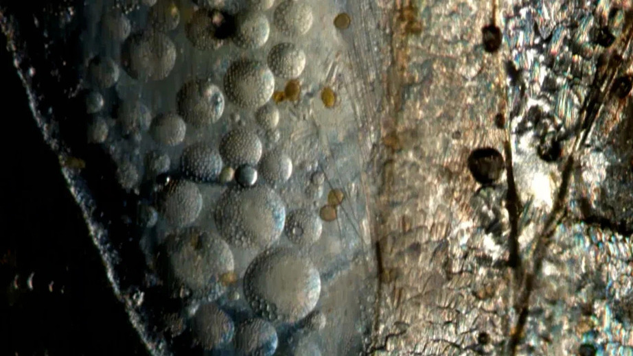 Микрокосм-Макрокосм Микрокосм-Макрокосм