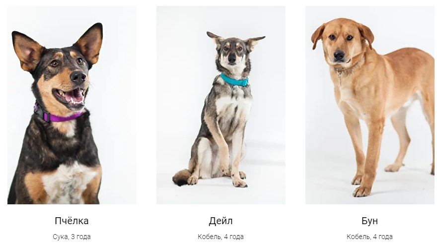 Подопечные фонда Лапа дружбы