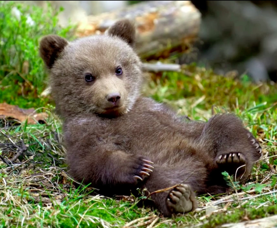 Питчинг дебютных проектов в Минкульте 30 ноября 2020 года