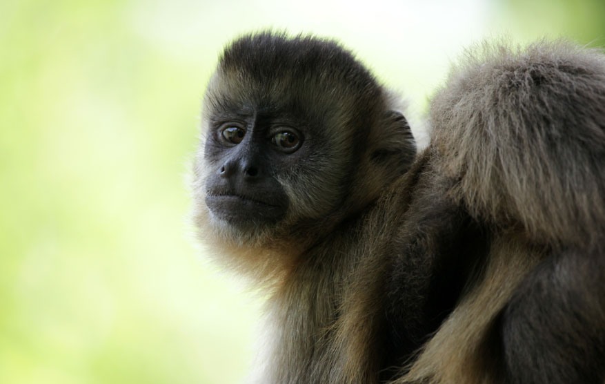 кадр из фильма "Амазония. Инструкция по выживанию"