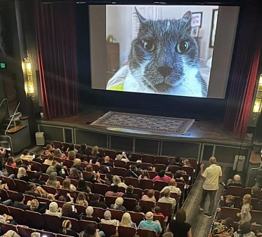 В кинотеатрах США прошел фестиваль видеороликов о кошках В кинотеатрах США прошел фестиваль видеороликов о кошках