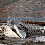 Проекты Роднянского могут «исключить из культурной повестки» в России