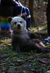 Мой папа - медведь 2