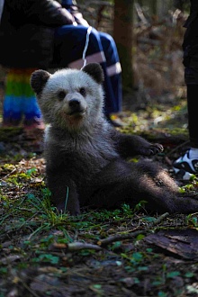 Мой папа - медведь 2