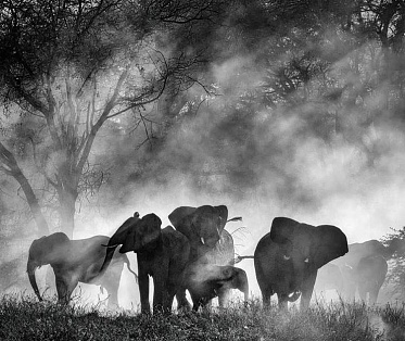 Венеция 2025: Вернер Херцог идёт по следам мифа в африканских горах Венеция 2025: Вернер Херцог идёт по следам мифа в африканских горах