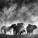 Венеция 2025: Вернер Херцог идёт по следам мифа в африканских горах