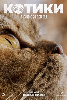 Котики