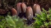 кадр из фильма Лес. Хранитель жизни