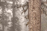 кадр из фильма Лес. Хранитель жизни