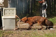 фото со съемок Мой дикий друг. Возвращение домой