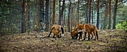 кадр из фильма Мой дикий друг. Возвращение домой