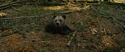кадр из фильма Мой папа - медведь 2