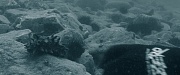 кадр из фильма Фатеич и море