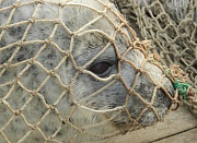 кадр из фильма Рожденные свободными