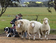 кадр из фильма Бараны