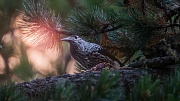 кадр из фильма Лес. Хранитель жизни