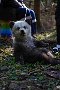 Фото со съемок фильма Мой папа - медведь 2