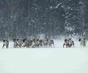 кадр из фильма Лес. Хранитель жизни