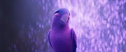 кадр из фильма Любовь и голубь 
