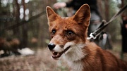 фото со съемок Мой дикий друг. Возвращение домой